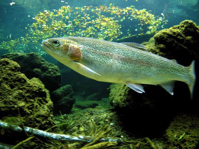 Rainbow Trout in water