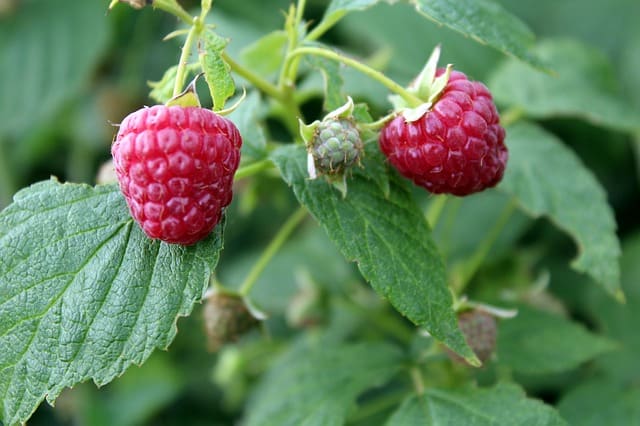 Raspberry Plant Care and Pruning