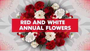 Red And White Annual Flowers