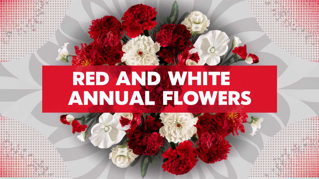 Red And White Annual Flowers