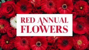 Red Annual Flowers