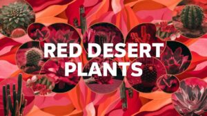 Red Desert Plants