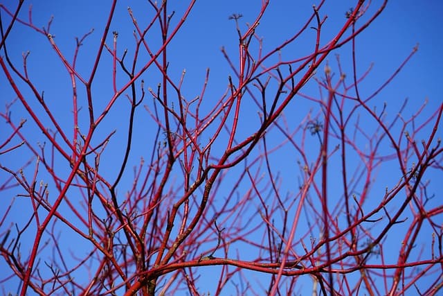 Red Twig Dogwood (Cornus alba)