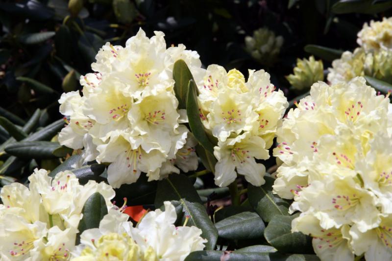 Rhododendron Capistrano