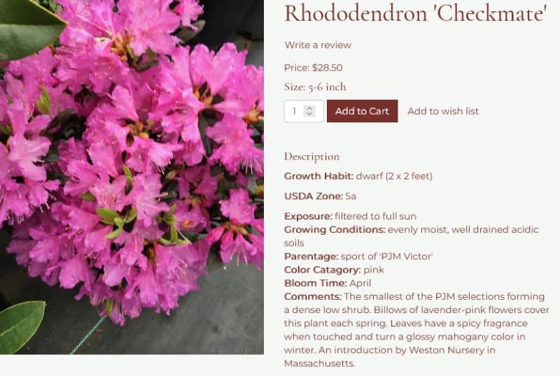Rhododendron PJM Checkmate