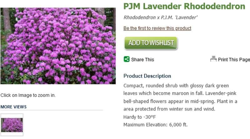 Rhododendron PJM Lavender