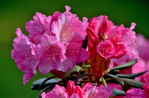 Rhododendron Varieties – 25 Types of Rhododendrons