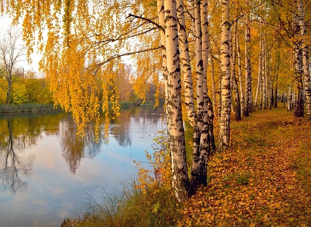 River Birch (Betula nigra)