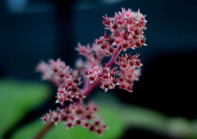 Rodgers Flower (Rodgersia pinnata)