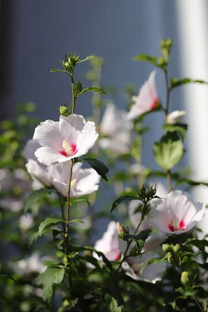 Rose of Sharon (Hibiscus syriacus)