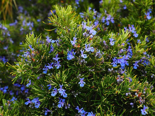 Rosemary Blooms Blue