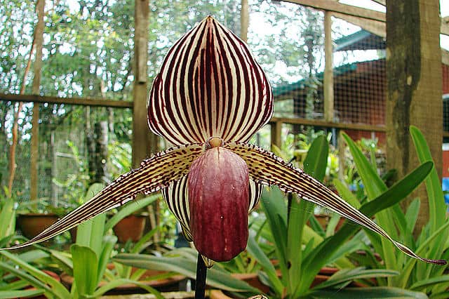 Rothschild’s Slipper Orchid (Paphiopedilum rothschildianum) 