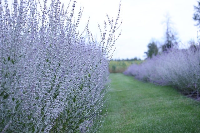 Russian Sage (Salvia yangii)