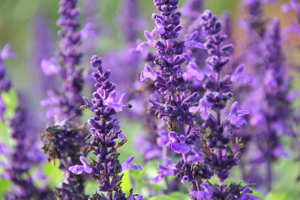 Salvia Varieties