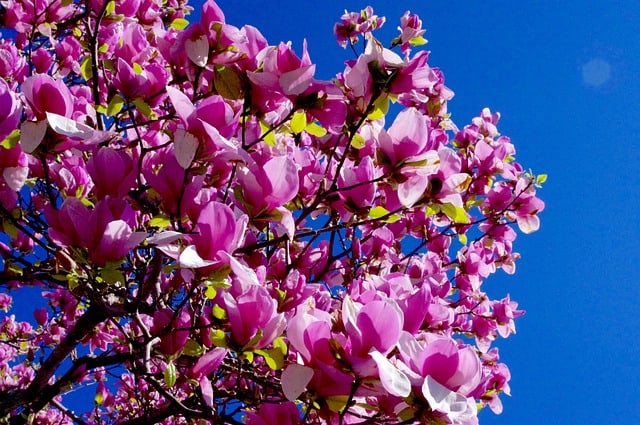 Saucer Magnolias (Magnolia x soulangeana)