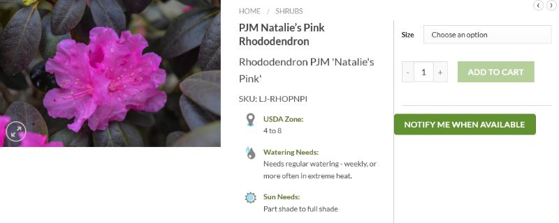 Rhododendron PJM Natalies Pink
