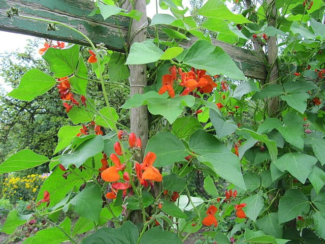 Scarlet Runner Bean (Phaseolus coccineus)