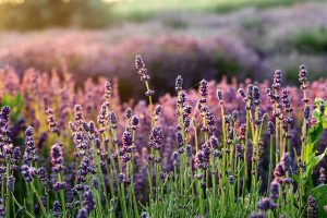 Scented Plants That Will Make Your Garden Smell Amazing