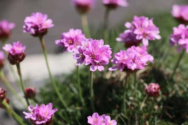 Sea Thrift (Armeria)