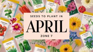 Seeds To Plant In April Zone 7