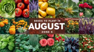 Seeds To Plant In August in Zone 5