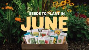 Seeds To Plant In June