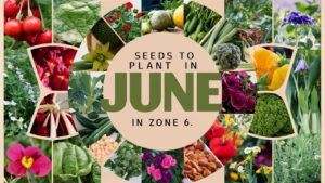 Seeds To Plant In June In Zone 6