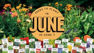 Seeds To Plant In June In Zone 7