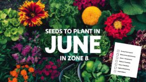 Seeds To Plant In June In Zone 8