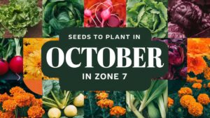 Seeds To Plant In October In Zone 7