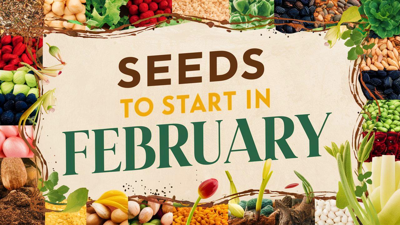 Seeds To Start In February