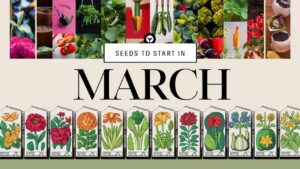 Seeds To Start In March