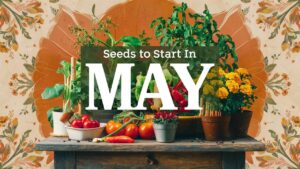 Seeds To Start In May