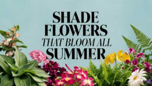 Shade Flowers That Bloom All Summer