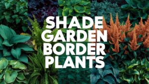 Shade Garden Border Plants