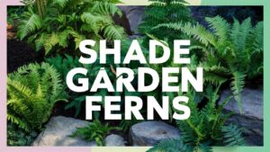 Shade Garden Ferns