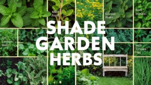 Shade Garden Herbs