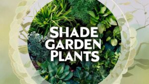 Shade Garden Plants