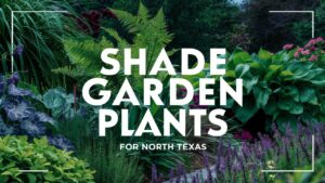 Shade Garden Plants For North Texas