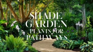 Shade Garden Plants For Pathways