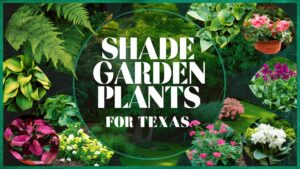 Shade Garden Plants For Texas