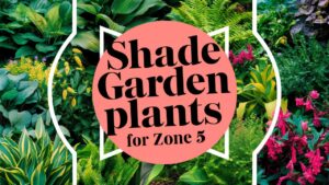 Shade Garden Plants For Zone 5