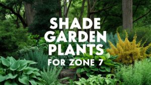 Shade Garden Plants For Zone 7