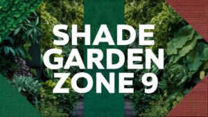 Shade Garden Zone 9