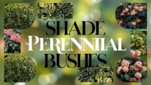 Shade Perennial Bushes