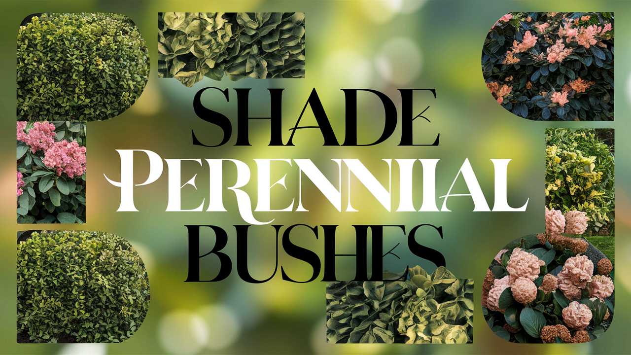 Shade Perennial Bushes