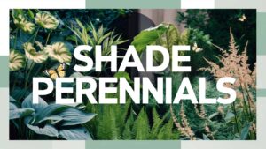 Shade Perennials