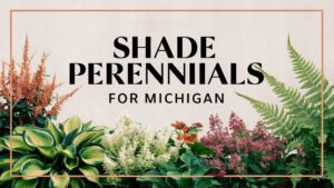 Shade Perennials For Michigan