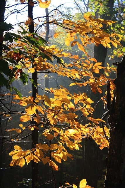 Shagbark Hickory (Carya ovata)