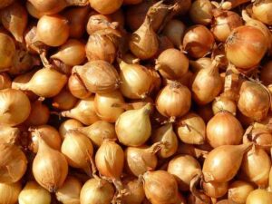How To Grow Shallots